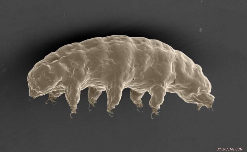How Tardigrades Survive Dehydration: The Secret Mechanisms Behind Their Extreme Resilience