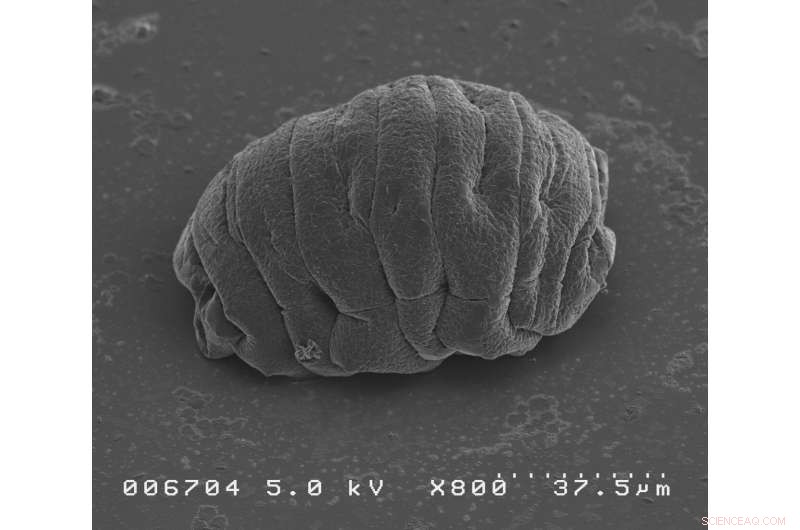 How Tardigrades Survive Dehydration: The Secret Mechanisms Behind Their Extreme Resilience