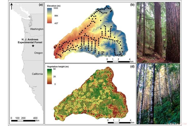 Older Forests Mitigate Climate Change Impacts on Certain Bird Species