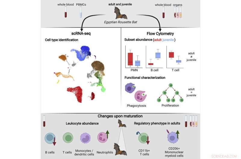 Age-Related Immune Cell Changes in Egyptian Fruit Bats