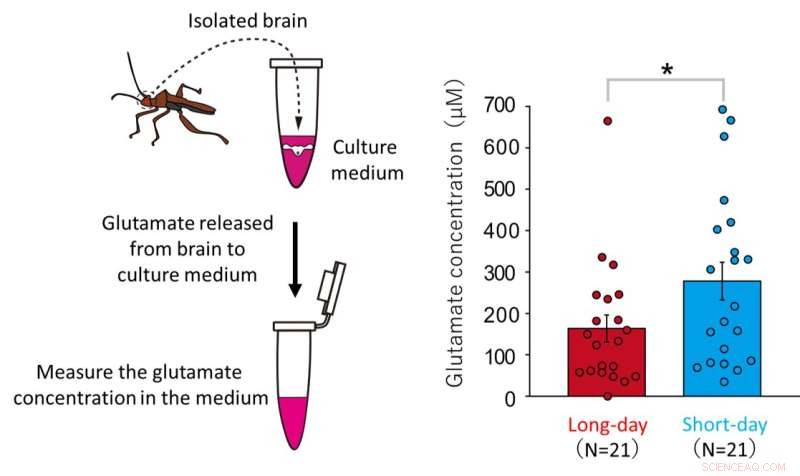 How Seasonal Light Influences the Bean Bug’s Brain Clock: Glutamate Dynamics and Reproductive Timing
