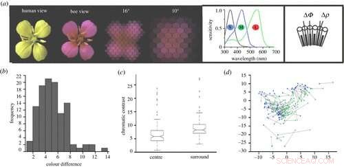 Bees Rely on Visual Patterns, Not Only Colors, to Detect Flowers