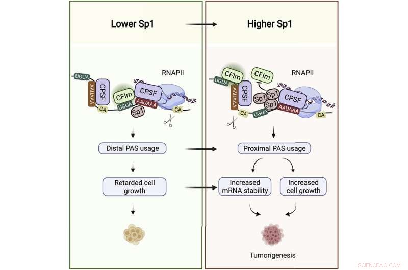 Sp1 s Hidden Function: How a Classic Transcription Factor Also Stabilizes RNA to Influence Cancer