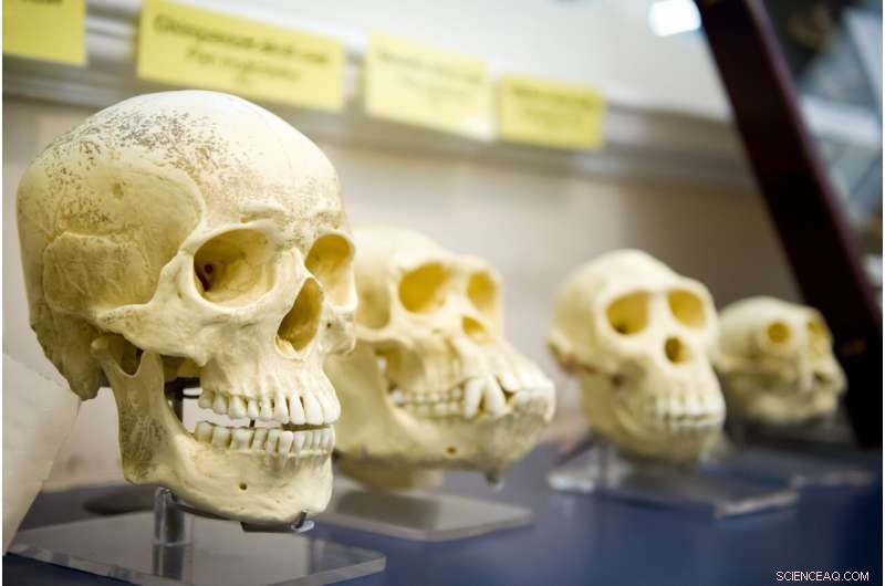 Unlocking Human Evolution: How Ancient DNA Reveals Our African Roots