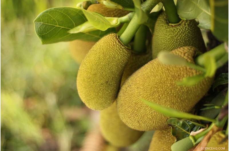 Maximizing Sales of Australian Jackfruit: Proven Strategies to Keep It Fresh and In Demand