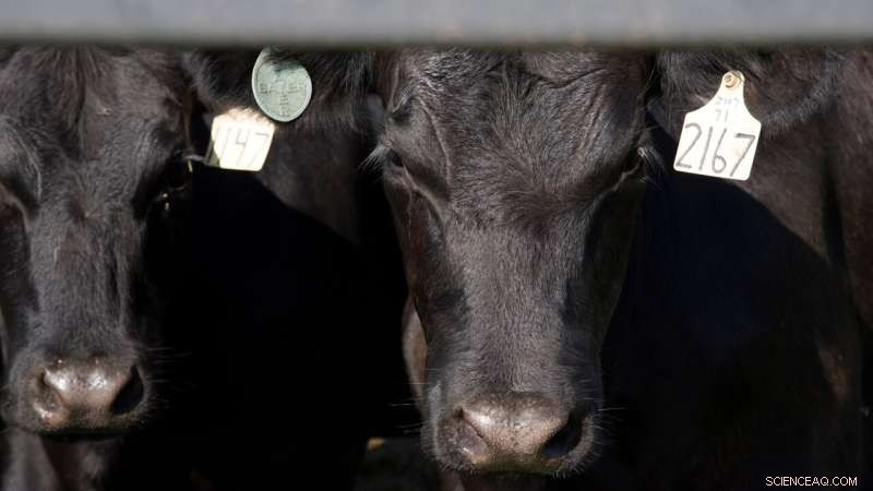 University Researchers Uncover Key Drivers of Fed Cattle Cash Sale Prices