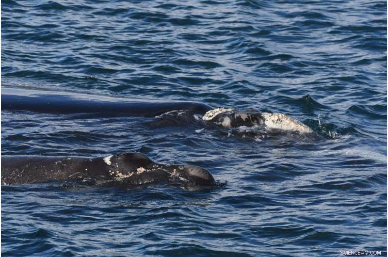 Tracking Southern Right Whales: New Insights into Their Summer Migration