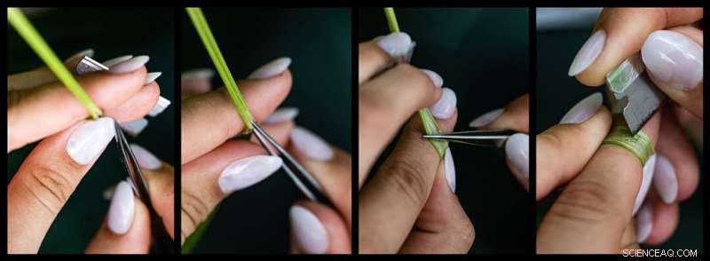 Can Symbiotic Fungi Enhance Texas Grass Resilience to Climate Change?