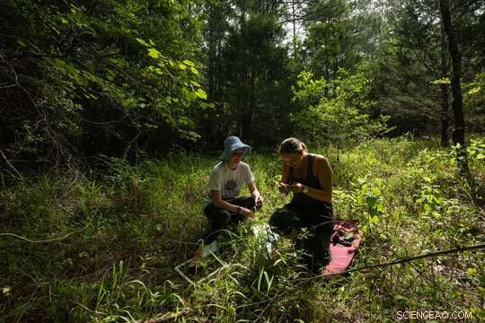 Can Symbiotic Fungi Enhance Texas Grass Resilience to Climate Change?