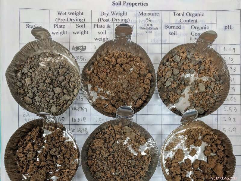 Monitoring Bacterial Levels in Hawaiian Waterways During Heavy Rains