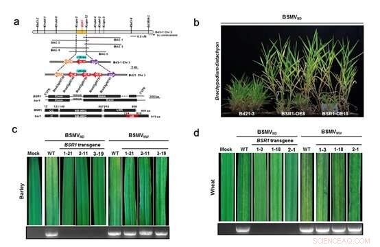Wild Grass Gene BSR1 Confers Barley Virus Resistance, Boosting Cereal Crop Protection