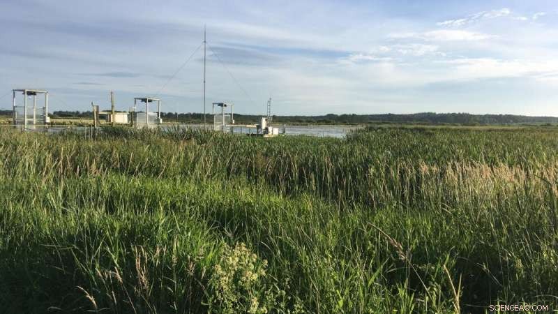 Peatland Restoration: Flooding Is Not the Ideal Approach