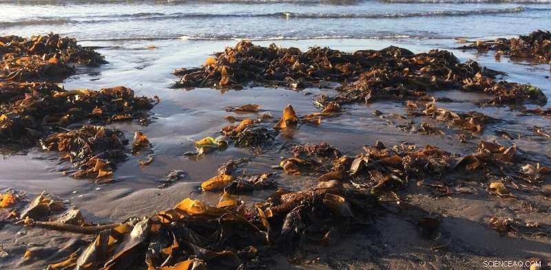 Why Western Diets Need More Seaweed: Vitamins, Minerals, and Hidden Benefits
