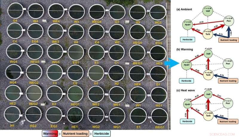 Combined Stressors Accelerate Decline of Submerged Aquatic Plants in Shallow Ecosystems
