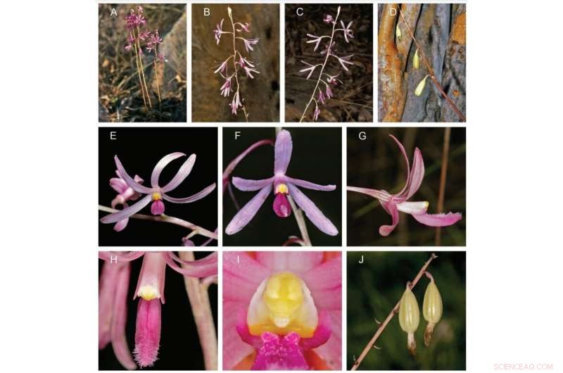Three Decades of Research Reveal New, Unique Orchid Species
