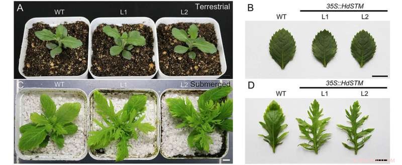 Scientists Discover Gene Key to Leaf Adaptation in Changing Environments