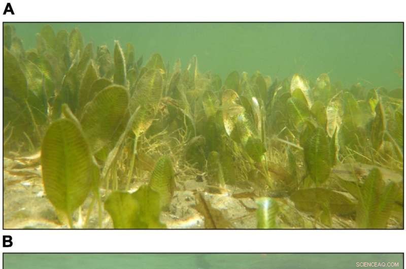 Seagrass Recovery After Swan Grazing: Timing and Ecosystem Implications
