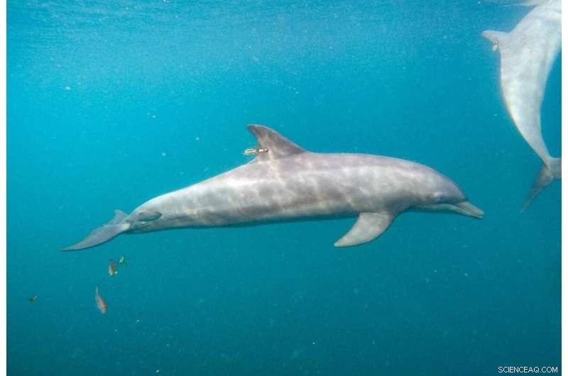 Three Bottlenose Dolphins Released into the Open Sea at Indonesian Sanctuary