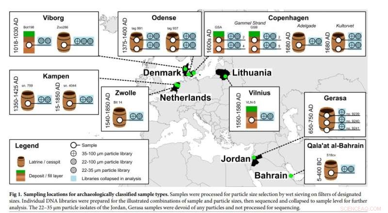 DNA from Viking Feces Uncovers 55,000-Year-Old Gut Microbiome Connection
