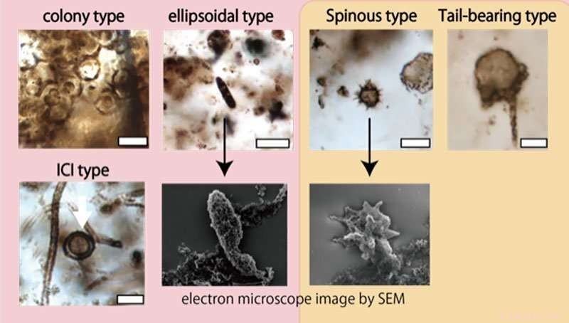 New 1.9‑Billion‑Year‑Old Microfossils Shed Light on Prokaryote‑Eukaryote Evolution