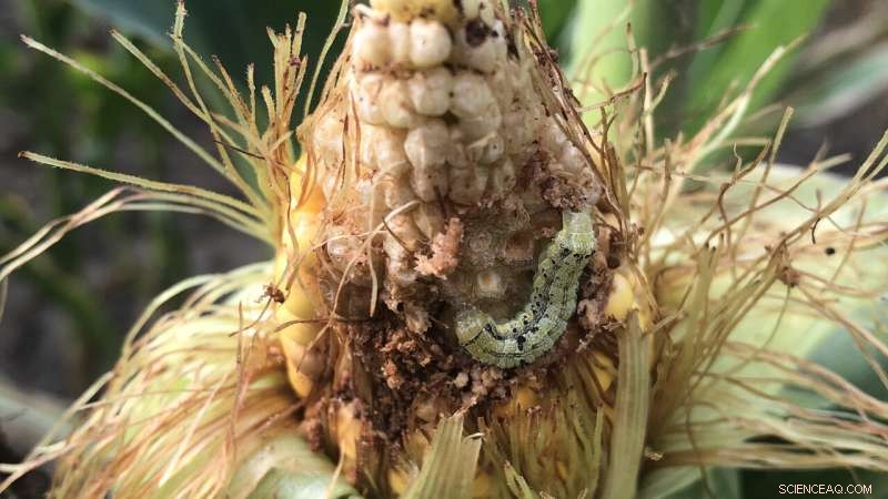 Using Soil Temperature to Forecast Corn Earworm Spread in Crops