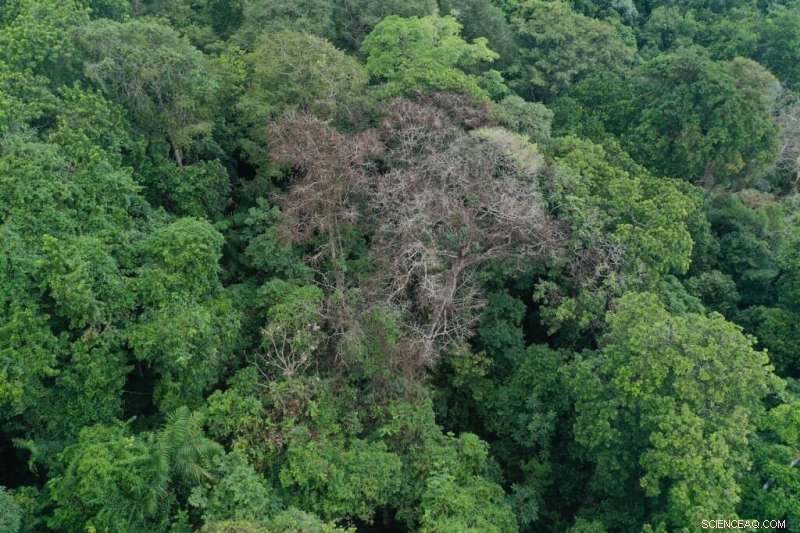 How Lightning Strikes Shape Tropical Forests