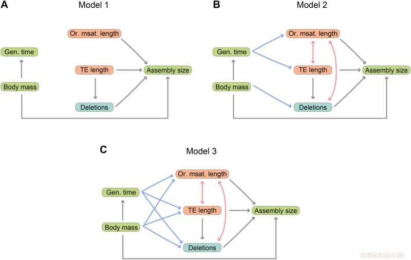 Linking Life History Traits to Genomic Features in Neoavian Birds