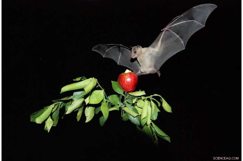 New Study Finds No Clear Link Between Bats and COVID‑19 Transmission