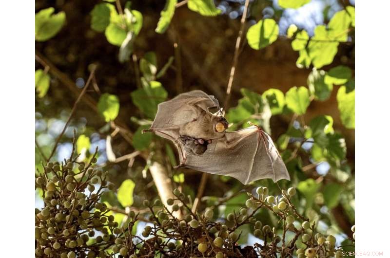 New Study Finds No Clear Link Between Bats and COVID‑19 Transmission