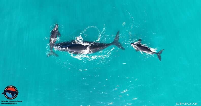Long-Term Study Reveals Declining Calving Rates in Australian Southern Right Whales