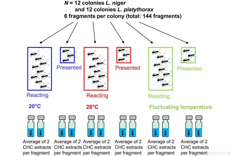 Wax Coating on Ants: Dual Optimization of Colony Survival and Nestmate Recognition