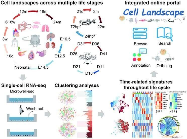Cross-Species Single-Cell Atlas: Mapping Cellular Diversity Across Species