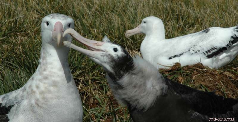Spotting Albatrosses from Space: Wildlife Detectives Needed to Protect the Seas