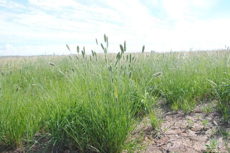 Seed Trait Responses Reveal Strong Links to Drought Sensitivity in Agropyron cristatum