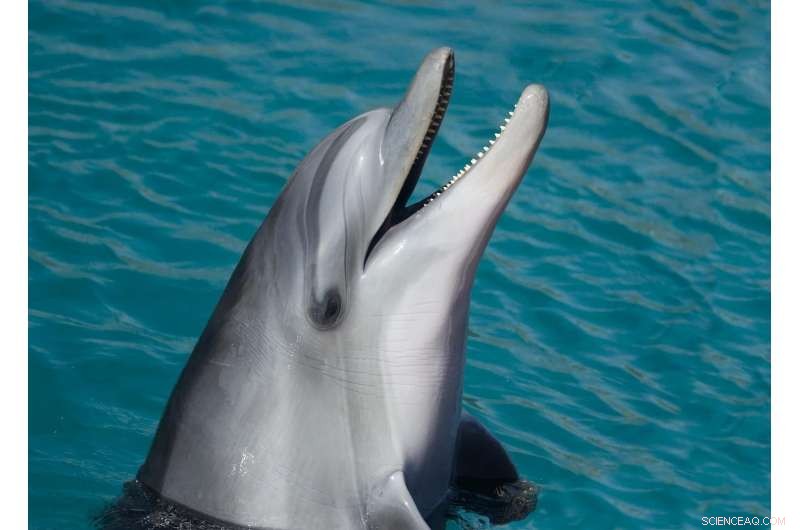 New Dolphin Health Test Reveals Ocean Health Insights