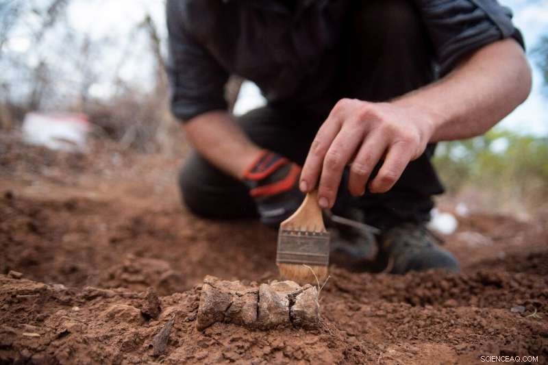 Zimbabwe Reveals Africa’s Oldest Dinosaur, Mbiresaurus raathi