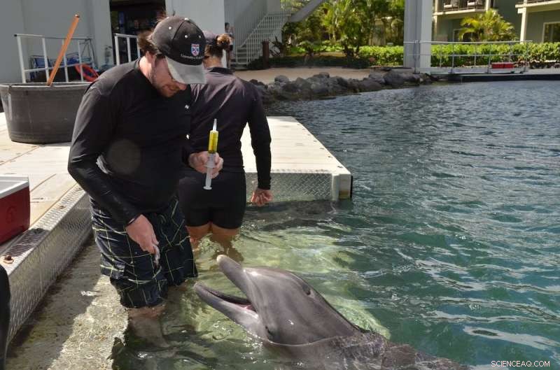 Dolphins Use Signature Whistles as Names to Identify Each Other