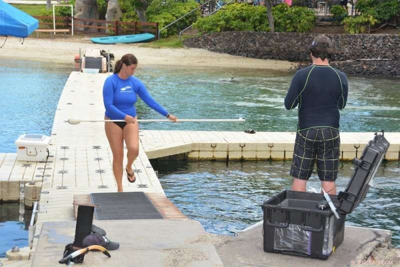 Dolphins Use Signature Whistles as Names to Identify Each Other