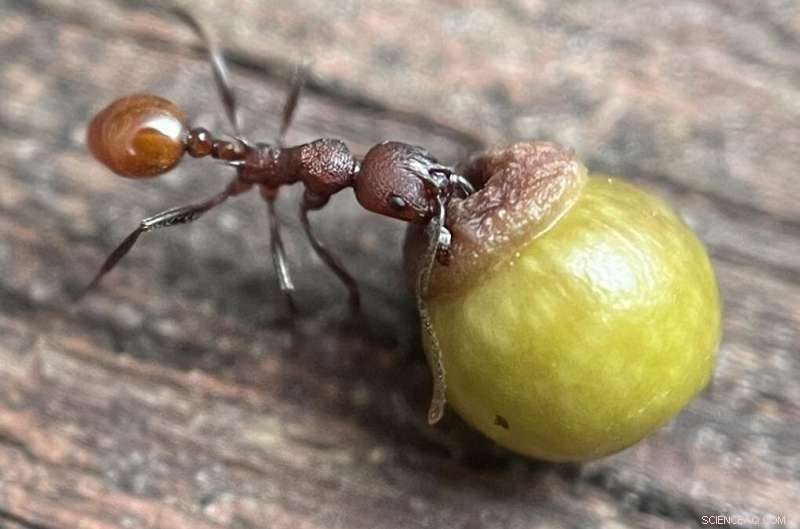 Young Discoverer Uncovers Complex Ant-Wasp-Oak Interaction