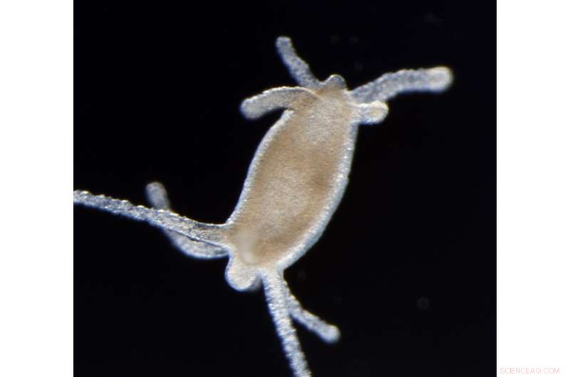 Hydra’s Remarkable Regeneration: From Wound Healing to Complete Restoration