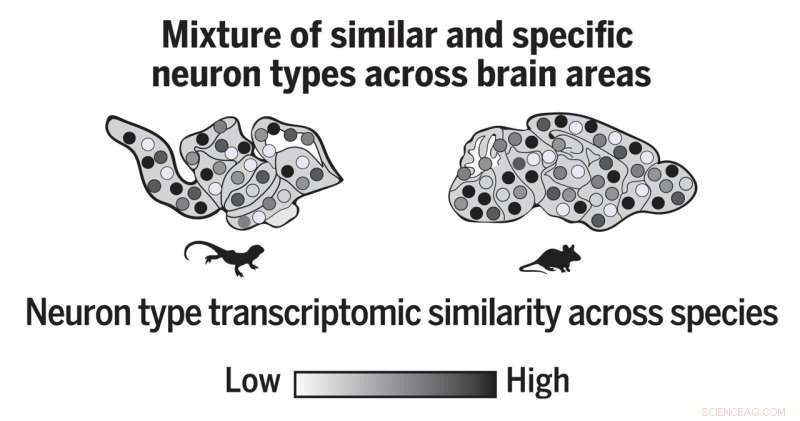 New Molecular Atlas of Australian Bearded Dragon Brain Reveals 300 Million Years of Evolution