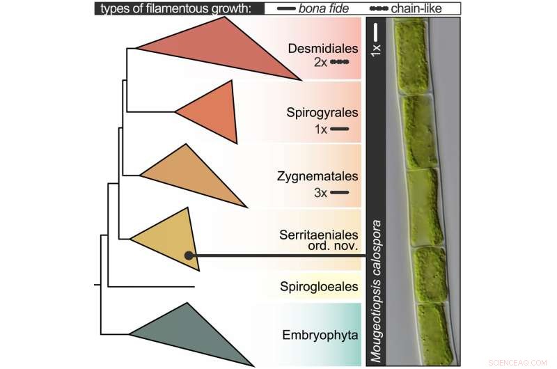 Decoding the Evolutionary History of Zygnematophytes: Closest Algal Relatives to Land Plants