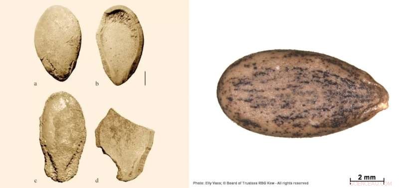 Scientists Decode World s Oldest Plant Genome from 6,000-Year-Old Watermelon Seeds