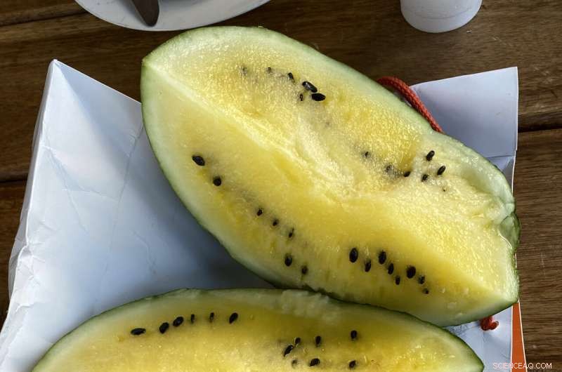 Scientists Decode World s Oldest Plant Genome from 6,000-Year-Old Watermelon Seeds