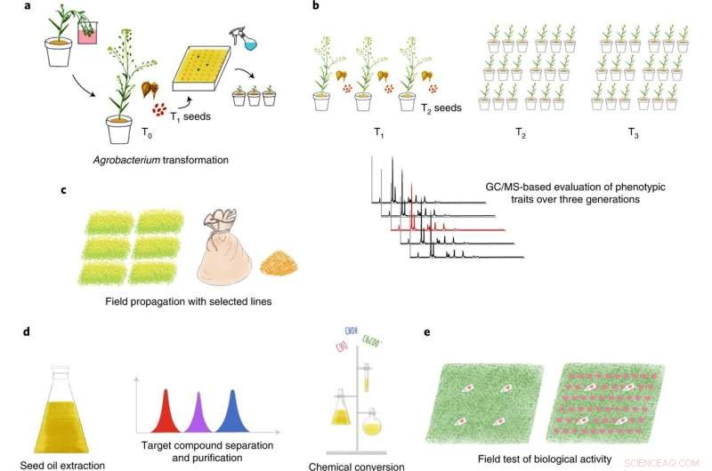 Revolutionary Pheromone Production: A Novel Crop Pest Repellent
