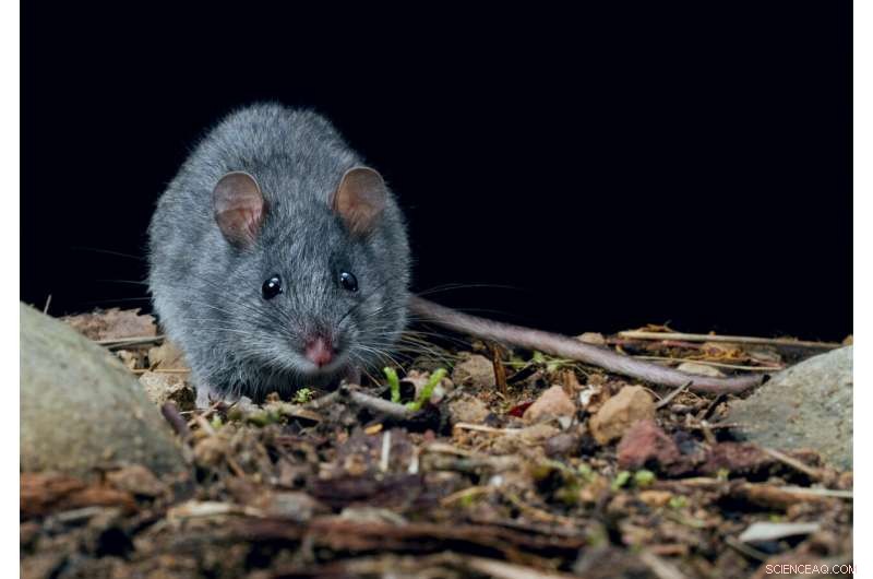 ANU Study Maps DNA of 150+ Native Rodents, Tracing Their Spread Across Australia