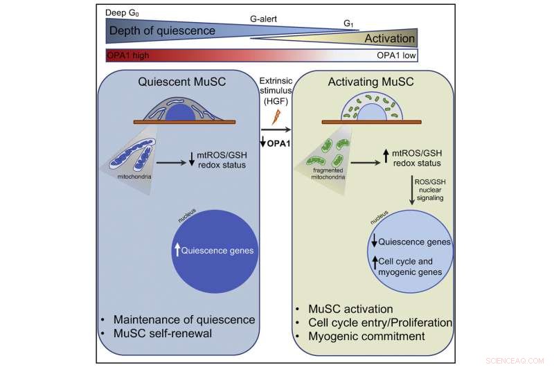 New Study Highlights Mitochondrial Dynamics as Key Driver of Stem Cell Function