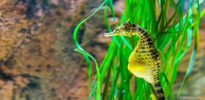 New Research Reveals How Seahorse Males Carry and Deliver Their Young