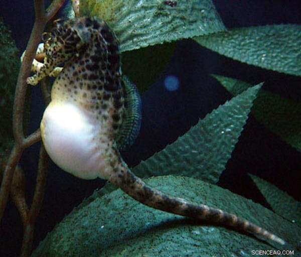 New Research Reveals How Seahorse Males Carry and Deliver Their Young