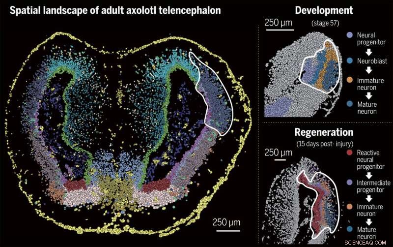 Mapping Brain Regeneration in Axolotls: A Spatiotemporal Single-Cell Transcriptomic Study